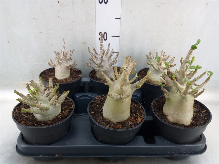 <h4>Adenium NB 'Ansu Baobab'</h4>