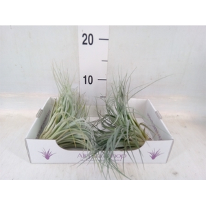 Tillandsia