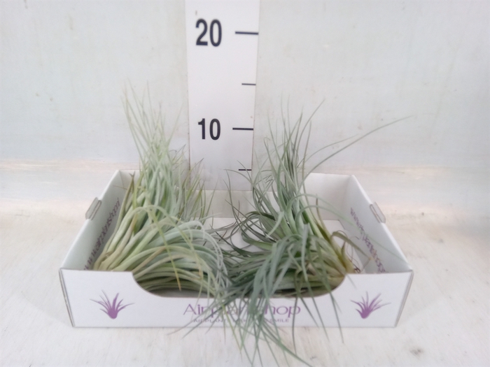 <h4>Tillandsia</h4>