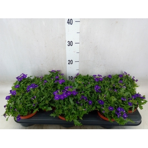 Verbena  'Rapunzel Violet'