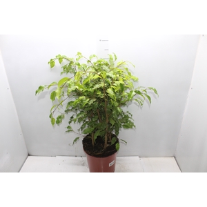 FICUS BENJAMINA P24