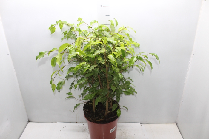<h4>FICUS BENJAMINA P24</h4>