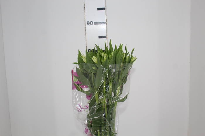 <h4>ALSTROEMERIA AVALANGE 080 CM</h4>