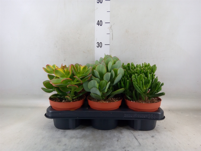 <h4>Crassula   ...mix</h4>