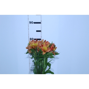 ALSTROEMERIA CHEERIO 080 CM