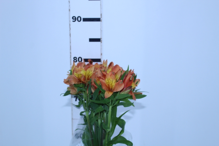 ALSTROEMERIA CHEERIO 080 CM
