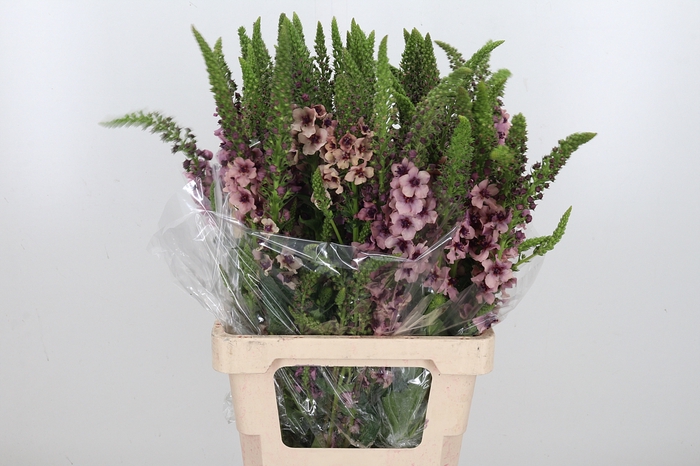 <h4>Verbascum Bombycifer</h4>