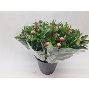 Mono Pioen Red Charm x4