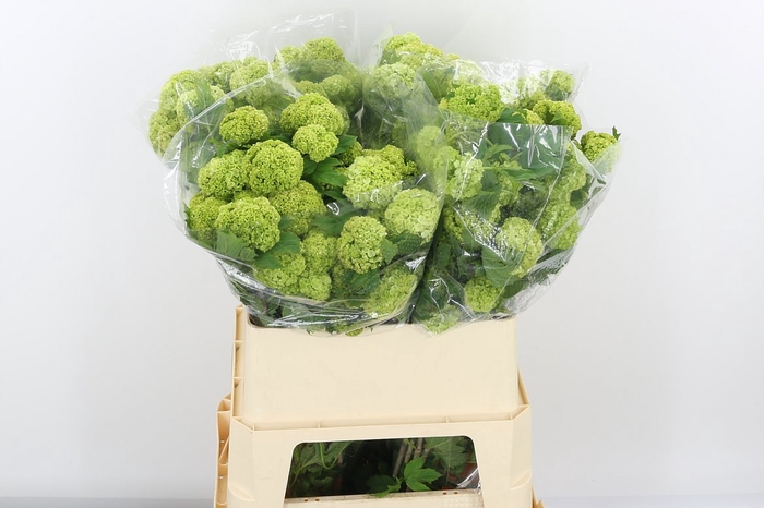 <h4>Viburnum Roseum St 4+</h4>