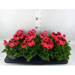 Pelargonium gran.   ..
