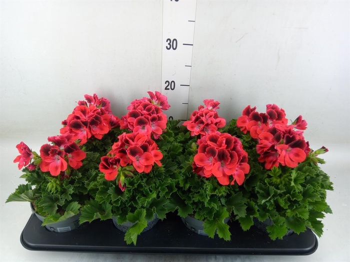 <h4>Pelargonium gran. ..</h4>