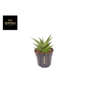 Sansevieria Comet Mini Amazon No. 1