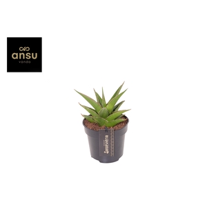 Sansevieria Comet Mini Amazon No. 1