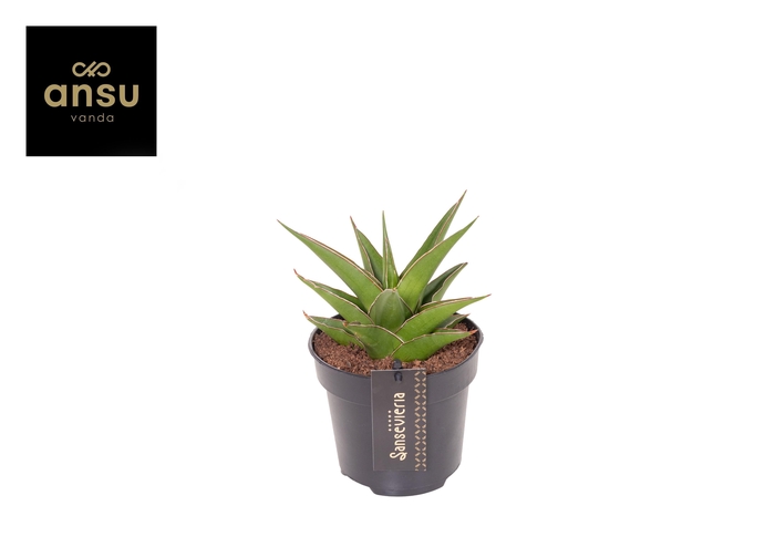 <h4>Sansevieria Comet Mini Amazon No. 1</h4>