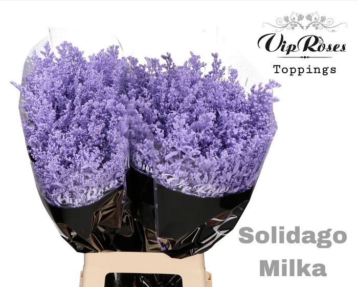 SOLIDAGO MILKA