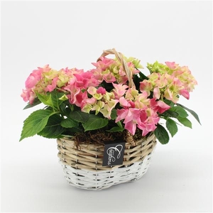 Arrangementen Hydrangea H%
