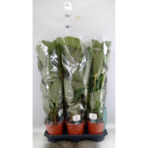 Calathea orbifolia