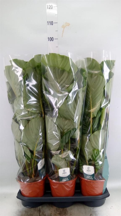 <h4>Calathea orbifolia</h4>