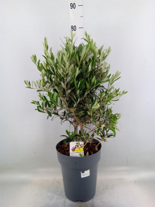 <h4>Olea europaea</h4>