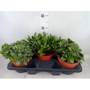 Crassula   ...mix