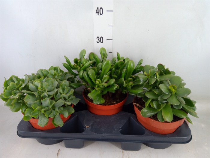 <h4>Crassula   ...mix</h4>