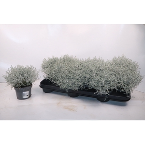 LEUCOPH BROWNII