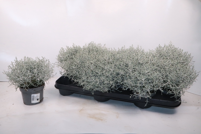 <h4>LEUCOPH BROWNII</h4>