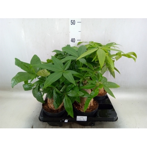 Pachira aquatica