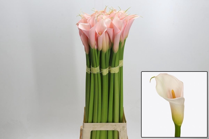 <h4>ZANT AE EYD SALMON</h4>