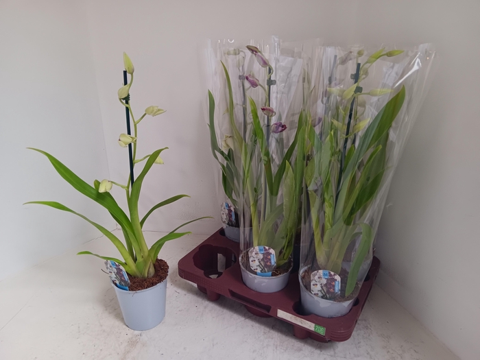 <h4>MILTONIOPSIS OV</h4>