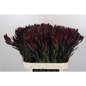 Leucadendron Saf Sunset Dark Red