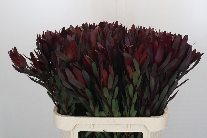 <h4>Leucadendron Saf Sunset Dark Red</h4>