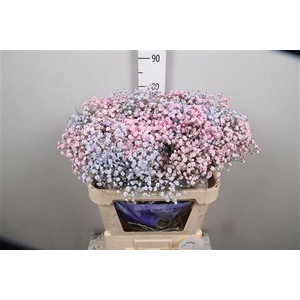 Gypsophila   ...colored  H%