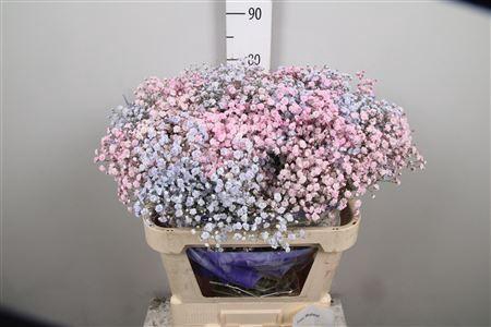 <h4>Gypsophila   ...colored  H%</h4>