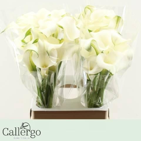<h4>Zantedeschia White Present</h4>