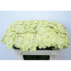 Achillea M Vanilla Dream