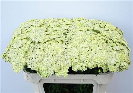 <h4>Achillea M Vanilla Dream</h4>