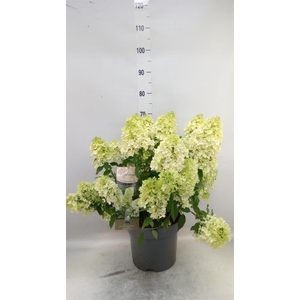 Hydrangea pan. 'Magical Matterhorn'