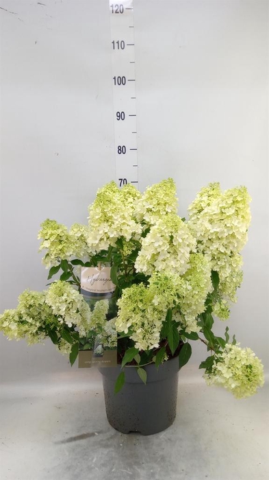 <h4>Hydrangea pan. 'Magical Matterhorn'</h4>