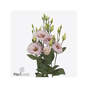 Lisianthus do lisanne light pink