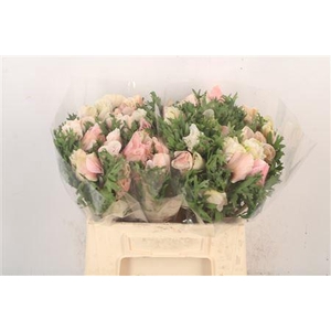 Anem Mistral White/ Salmon X L X25