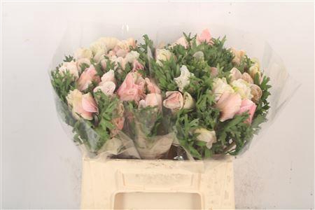 <h4>Anem Mistral White/ Salmon X L X25</h4>