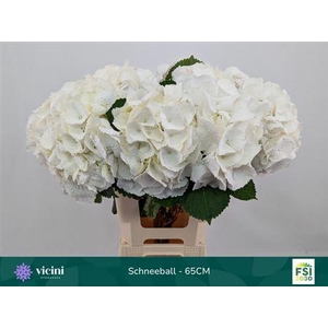 Hydr M Schneeball 65cm