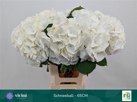 <h4>Hydr M Schneeball 65cm</h4>