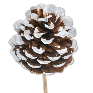 Pine C 5-7 O/s Wh Tip