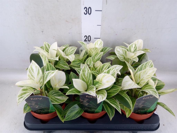 <h4>Philodendron   ...</h4>