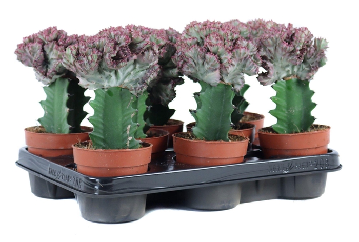 <h4>Euphorbia lactea cristata 10,5 cm</h4>