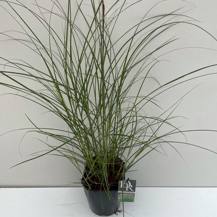 <h4>Graminées Miscanthus 'Kleine Silberspinne'</h4>