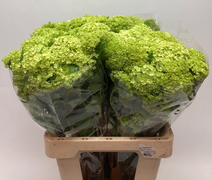 <h4>VIBURNUM ROSEUM ST</h4>