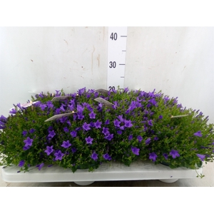Campanula porten. 'Ambella In Prpl'